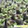 Выращивание рассады петунии -  - Фото 224273