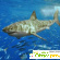 Мазь акулий жир для суставов -  - Фото 233365