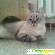 Порода кошек Тайская кошка -  - Фото 244836