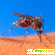Ароматы против комаров -  - Фото 264278