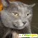 Помесь персидской кошки и русского голубого кота -  - Фото 290183