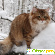 Сибирские кошки -  - Фото 291218