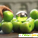 Духи dkny зеленое яблоко -  - Фото 323952