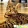 Кошка бенгальской породы: описание, уход -  - Фото 366054