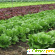 Салат латук – калорийность и полезные свойства -  - Фото 365924