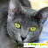 Порода кошек корат: описание, уход, цена -  - Фото 362308