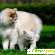 Фото невской маскарадной кошки -  - Фото 379700