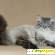 Фото невской маскарадной кошки -  - Фото 379702