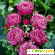 Розы флорибунда -  - Фото 378502