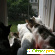Сетка на окна от кошек -  - Фото 400638