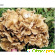 Солгар экстракт грибов рейши/шиитаке/мейтаке n50 капс. -  - Фото 391803