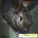 Карликовый кролик -  - Фото 433832