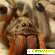 Ядовитые пауки -  - Фото 454879