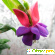 Комнатный цветок Фуксия -  - Фото 441573