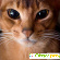 Абиссинская кошка отзывы владельцев отрицательные -  - Фото 448745