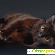 Бурманская кошка отзывы владельцев отрицательные -  - Фото 497479