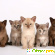 Бурманская кошка отзывы владельцев отрицательные -  - Фото 497477