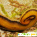 Плоские черви представители -  - Фото 492987