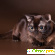 Бурманская кошка отзывы владельцев отрицательные -  - Фото 497478