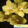 Удобрение Pokon для орхидей -  - Фото 504760