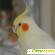 Попугай корелла отзывы -  - Фото 534023