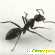 Черный муравей препарат для потенции отзывы -  - Фото 542635