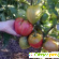 Сорт томата вельможа отзывы фото -  - Фото 573056