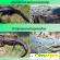 Крокодил и аллигатор отличия -  - Фото 587734