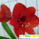 Комнатный цветок Гиппеаструм -  - Фото 593512