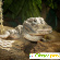 Китайский аллигатор -  - Фото 588163