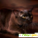 Бурманская кошка отзывы -  - Фото 616137