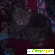 Шотландская вислоухая кошка. -  - Фото 638782
