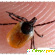 Опасные насекомые -  - Фото 639980