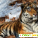 Амурский тигр -  - Фото 655562
