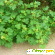 Дурнишник обыкновенный – злостный сорняк -  - Фото 655815