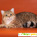Окрас табби у британских кошек (фото) -  - Фото 680857
