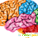 Отделы мозга и их функции: строение, особенности и описание -  - Фото 677209