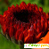Семена Плазмас Календула красная с чёрным центром -  - Фото 680012