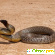 Самые ядовитые змеи в мире -  - Фото 668595