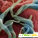 Фитоксин – жизнь без паразитов: обзор натурального препарата -  - Фото 668956