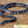 Самые ядовитые змеи в мире -  - Фото 668594
