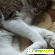 Шампунь Чистотел антипаразитный для кошек и собак -  - Фото 1009788
