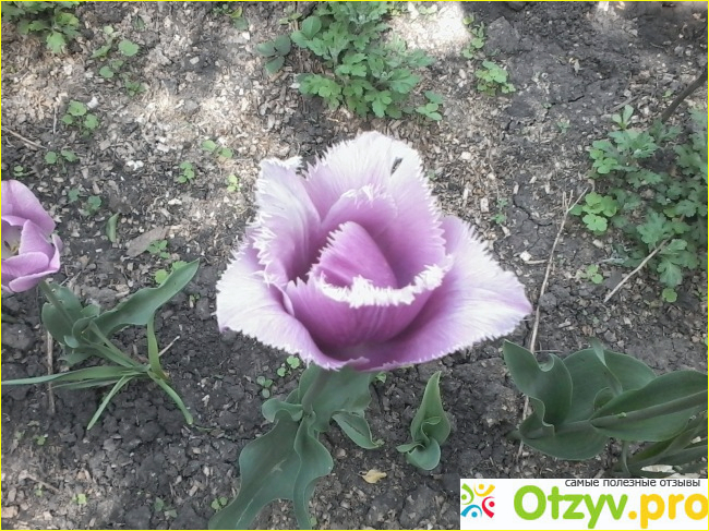 Фиолетовые тюльпаны фото1