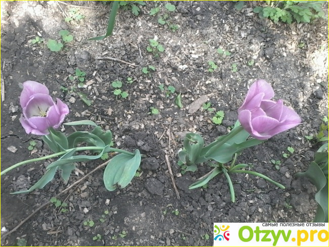 Фиолетовые тюльпаны фото2