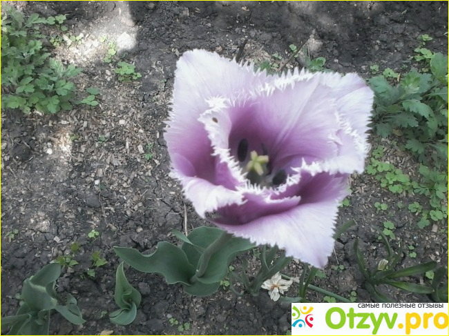 Отзыв о Фиолетовые тюльпаны