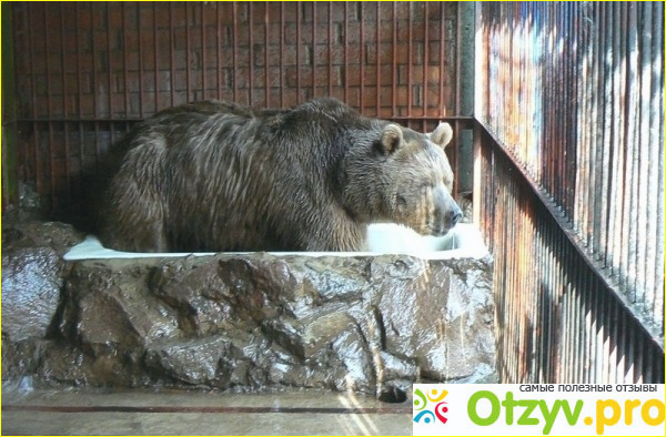 Зоопарк воронеж фото2