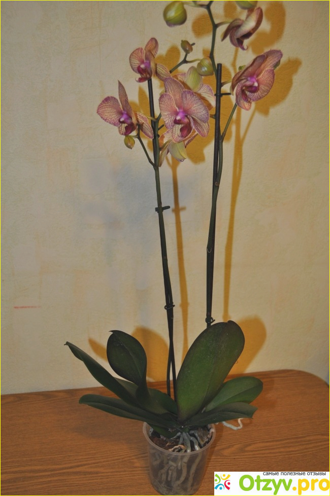 Орхидея Фаленопсис фото2