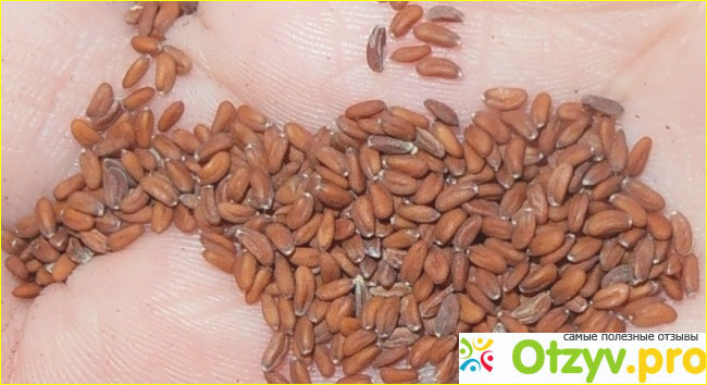 Семена кресс-салата Аэлита Обильнолистный фото2