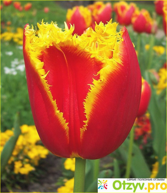 Отзыв о Тюльпаны в саду