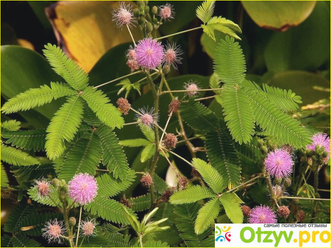Отзыв о Мимоза стыдливая (Mimosa pudica) - размножение